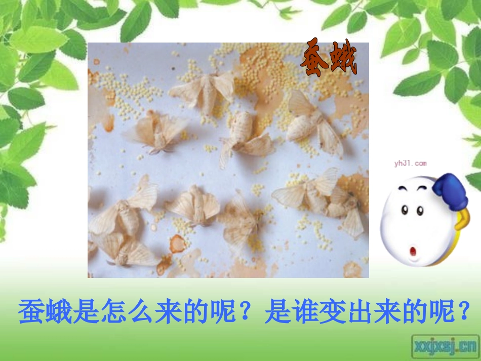 《蛹变成了什么》动物的生命周期PPT课件[教科版三年级科学]_第2页