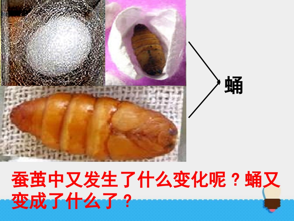 《蛹变成了什么》动物的生命周期PPT课件[教科版三年级科学]_第2页