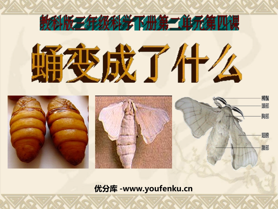 《蛹变成了什么》动物的生命周期PPT课件[教科版三年级科学]_第1页