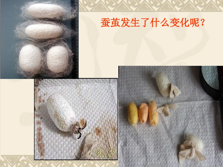 《蛹变成了什么》动物的生命周期PPT课件[教科版三年级科学]_第3页