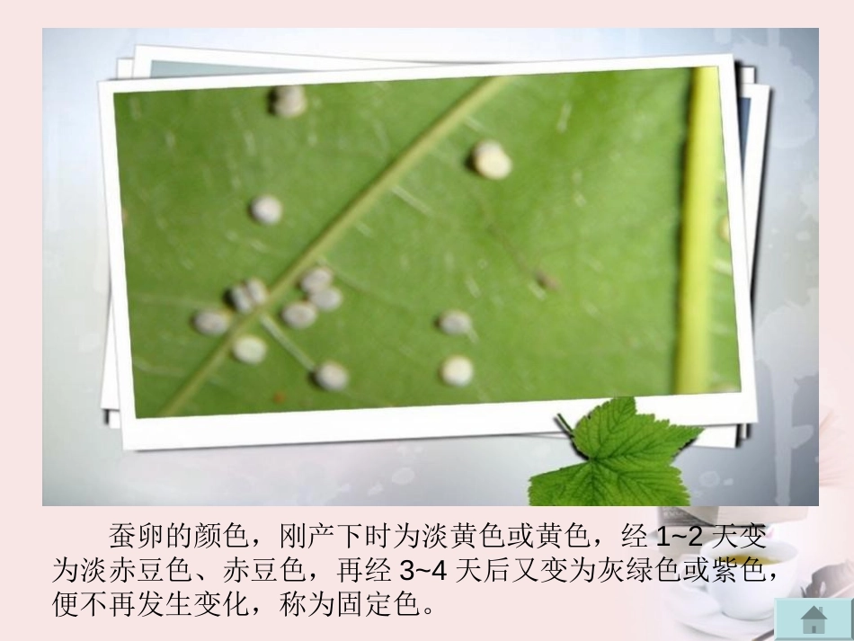 《蚕的生命周期》动物的生命周期PPT课件[教科版三年级科学]_第3页