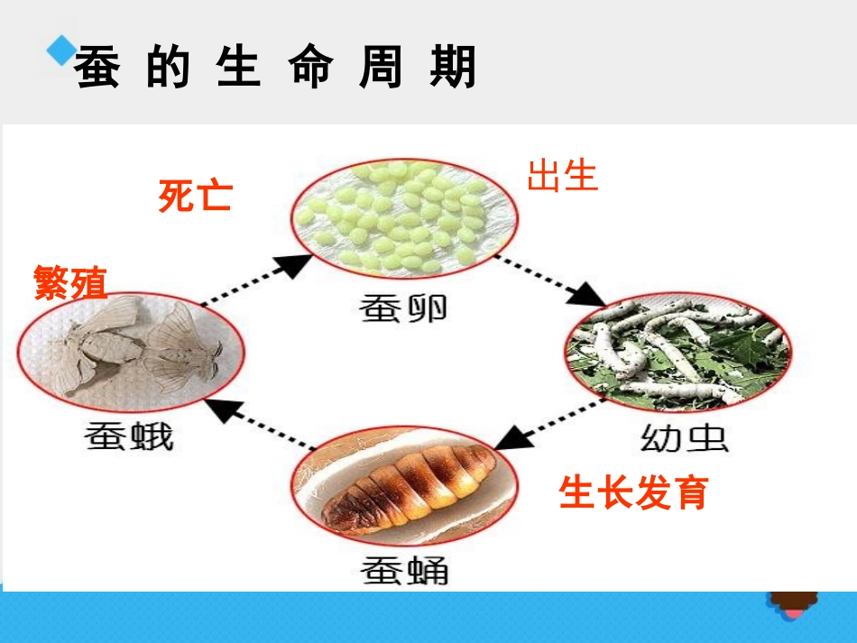 《其他动物的生命周期》动物的生命周期PPT课件[教科版三年级科学]_第2页