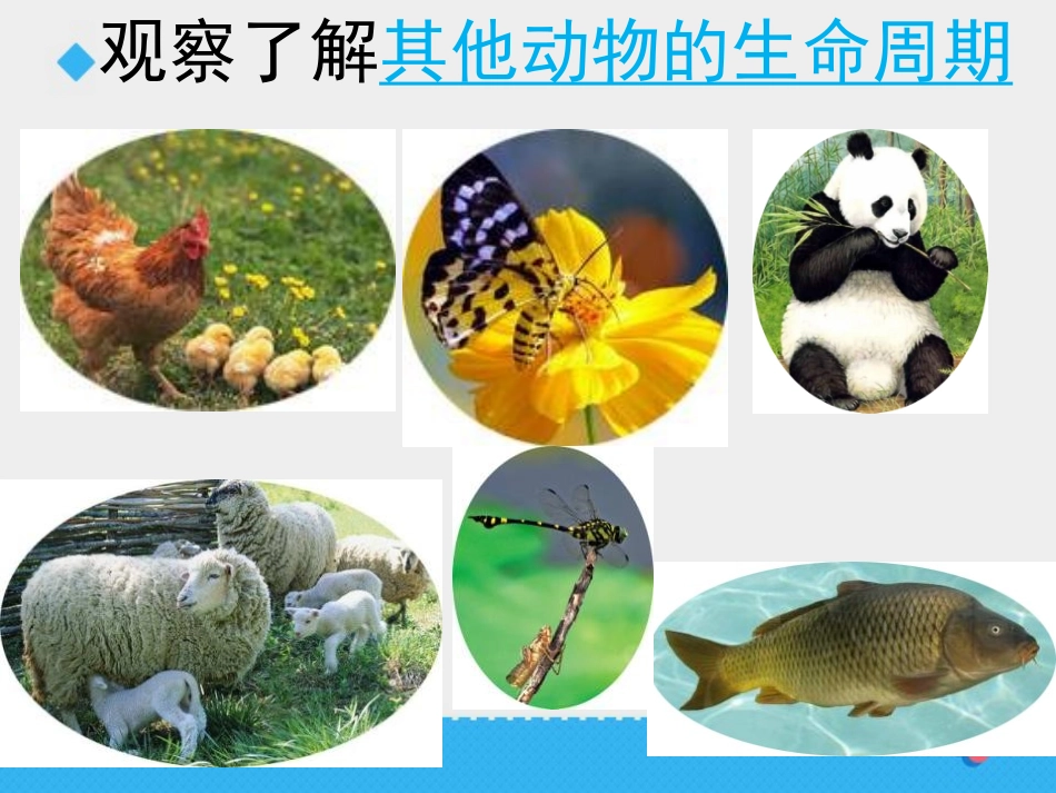《其他动物的生命周期》动物的生命周期PPT课件[教科版三年级科学]_第3页