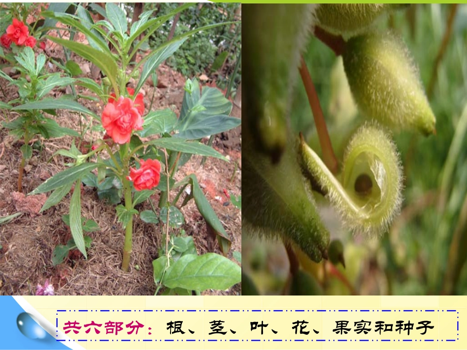 《油菜花开了》新的生命PPT课件[教科版四年级科学下册]_第3页