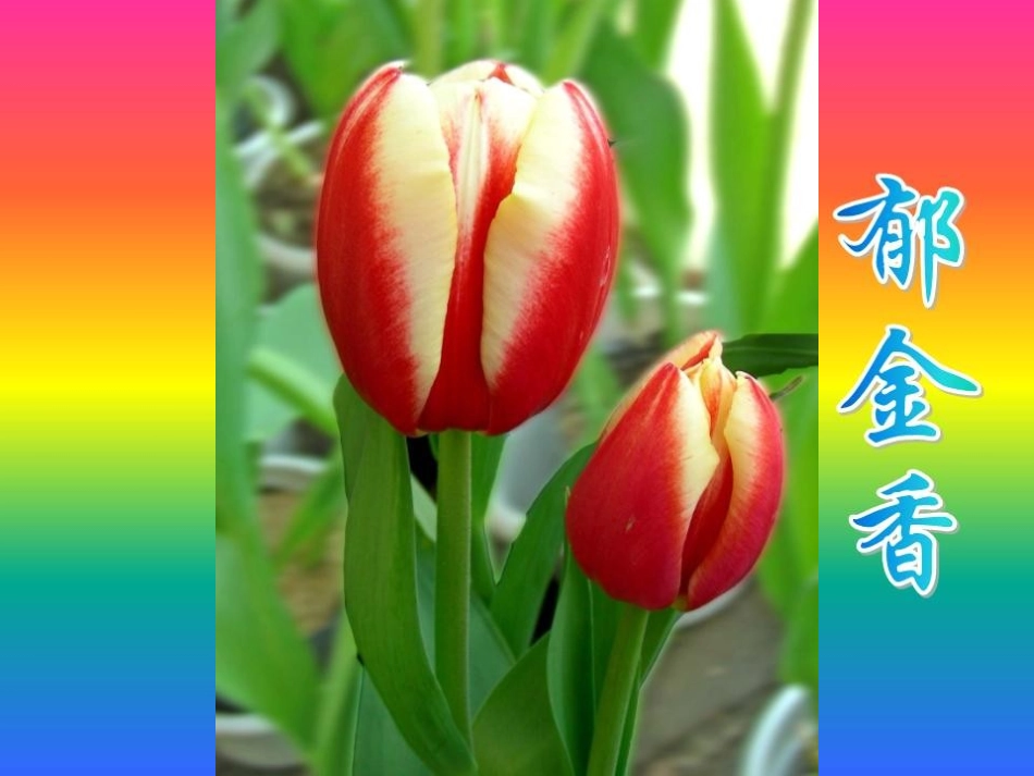 《各种各样的花》新的生命PPT课件[教科版四年级科学下册]_第3页