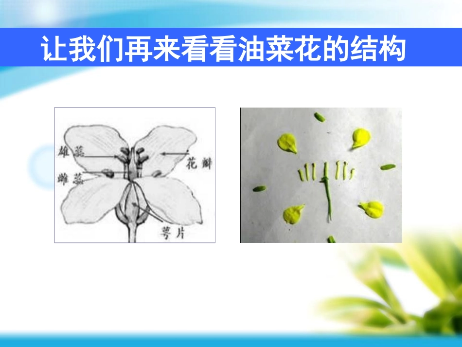 《各种各样的花》新的生命PPT课件[教科版四年级科学下册]_第3页
