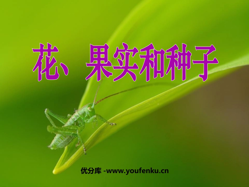 《花、果实和种子》新的生命PPT课件[教科版四年级科学下册]_第1页
