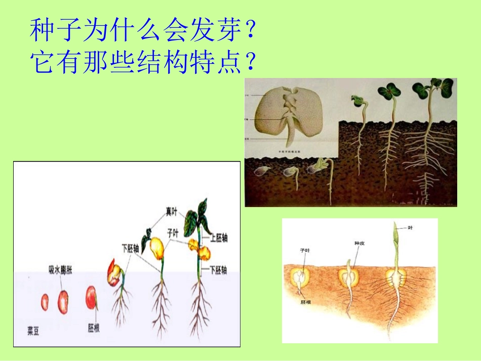 《种子的萌发》新的生命PPT课件[教科版四年级科学下册]_第3页