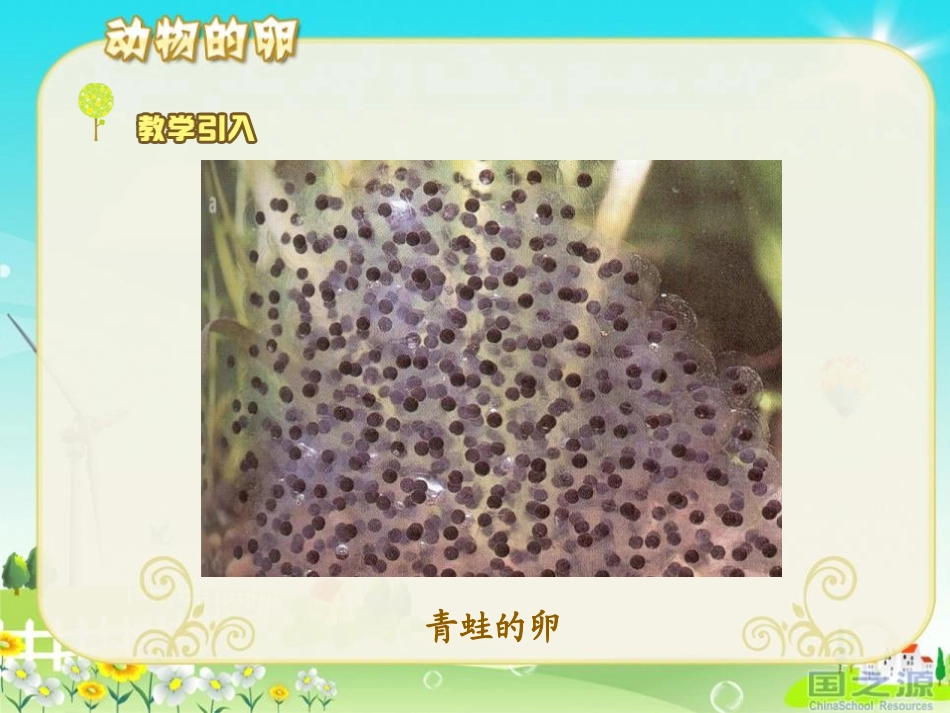 《动物的卵》新的生命PPT课件[教科版四年级科学下册]_第2页