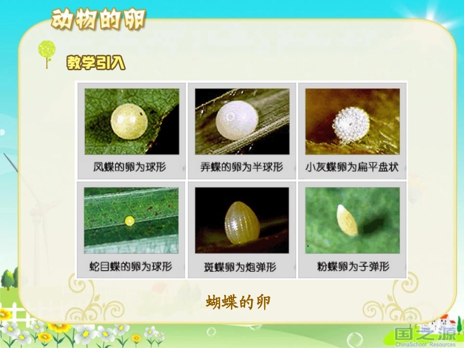 《动物的卵》新的生命PPT课件[教科版四年级科学下册]_第3页