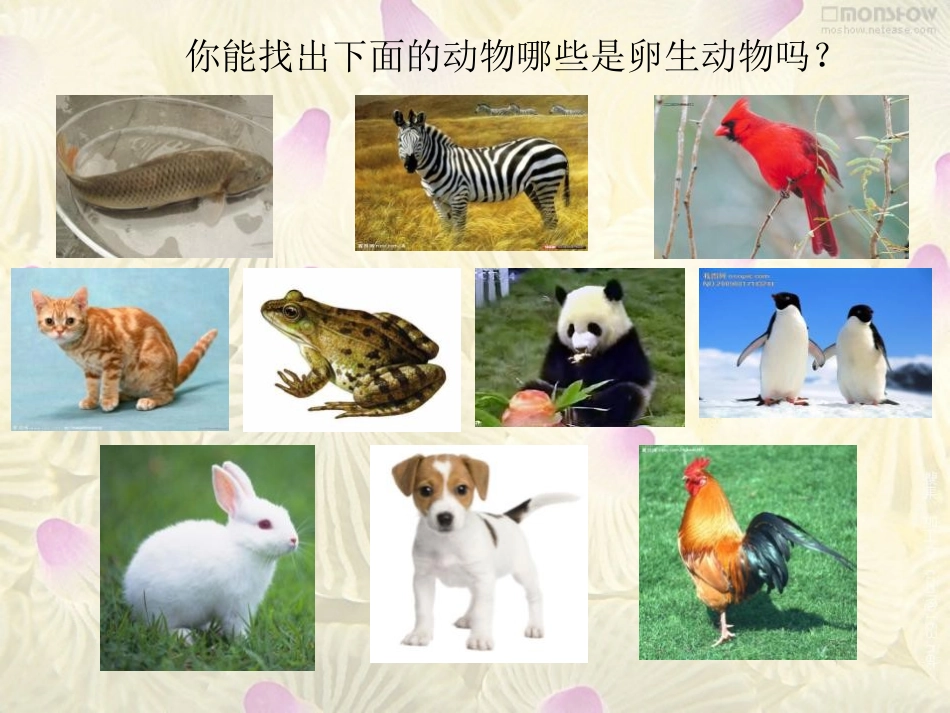 《动物的繁殖》新的生命PPT课件[教科版四年级科学下册]_第3页