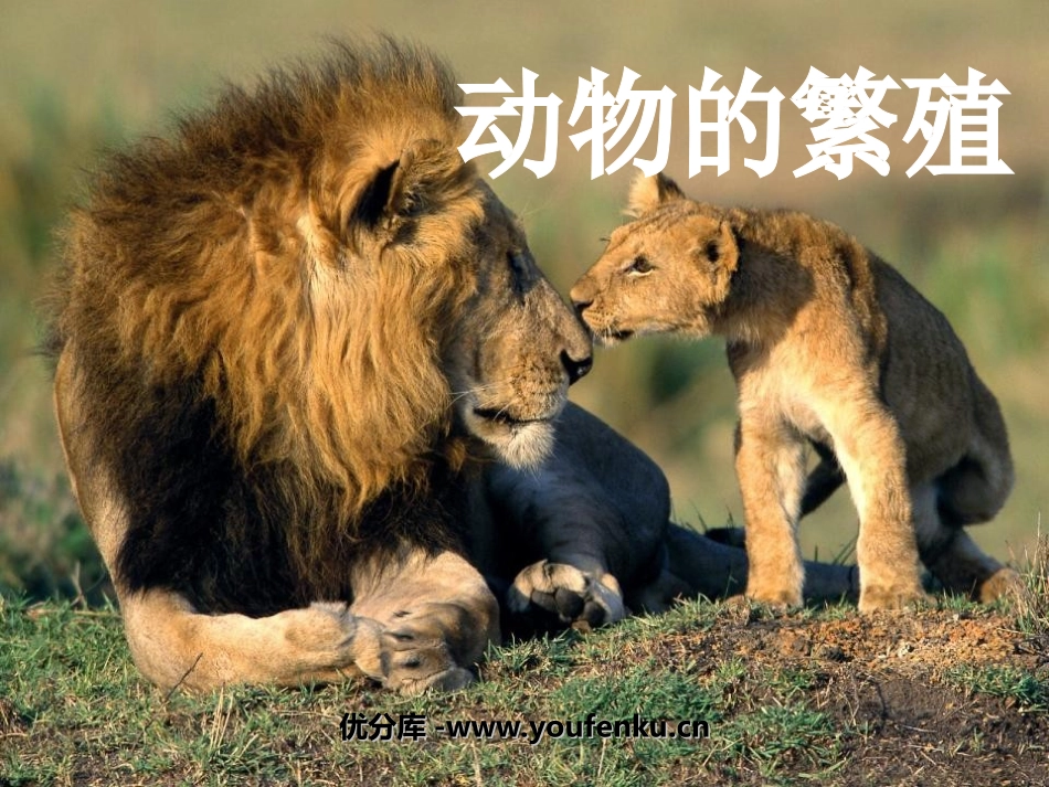 《动物的繁殖》新的生命PPT课件[教科版四年级科学下册]_第1页