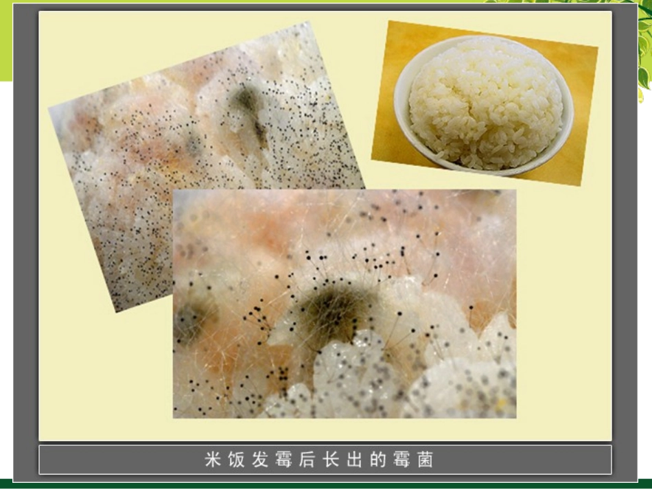 《面包发霉了》食物PPT课件[教科版四年级科学下册]_第3页