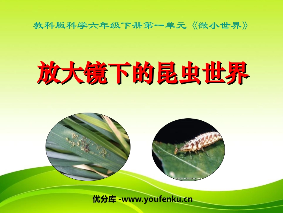 《放大镜下的昆虫世界》微小世界PPT课件[教科版六年级科学]_第1页