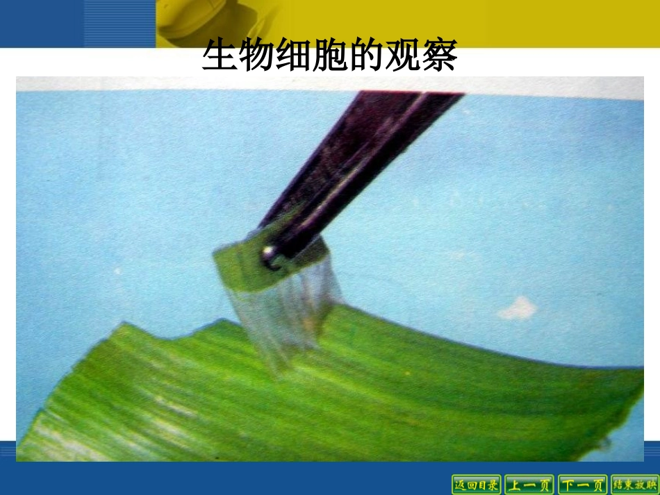 《用显微镜观察身边的生命世界(二)》微小世界PPT课件_第2页