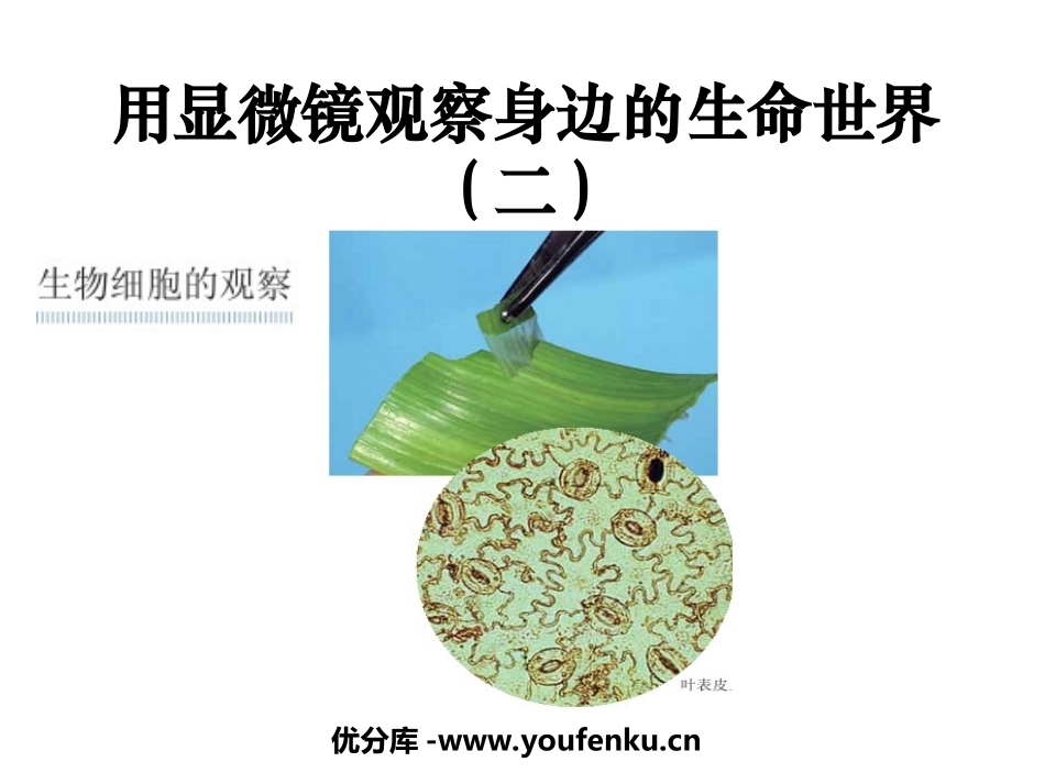 《用显微镜观察身边的生命世界(二)》微小世界PPT课件_第1页
