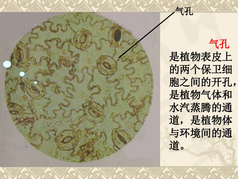 《用显微镜观察身边的生命世界(二)》微小世界PPT课件_第2页