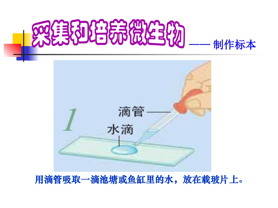 《用显微镜观察身边的生命世界(三)》微小世界PPT课件_第3页
