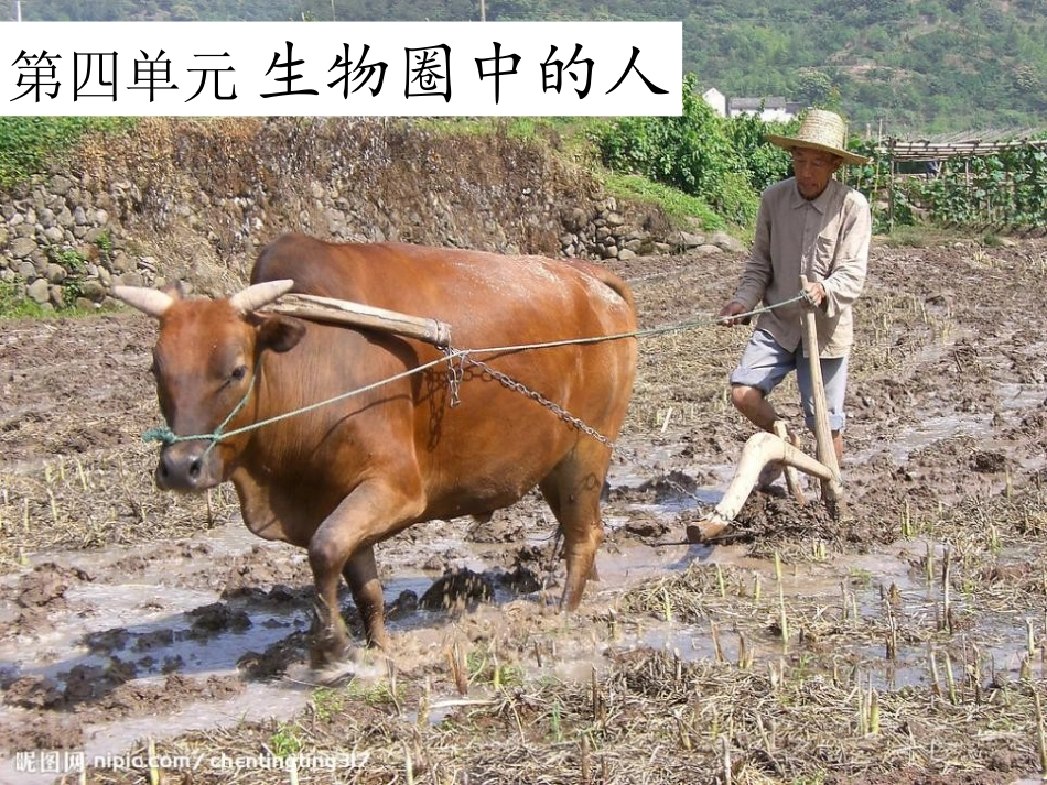 《人类的起源和发展》人的由来PPT课件[人教版七年级生物]_第3页