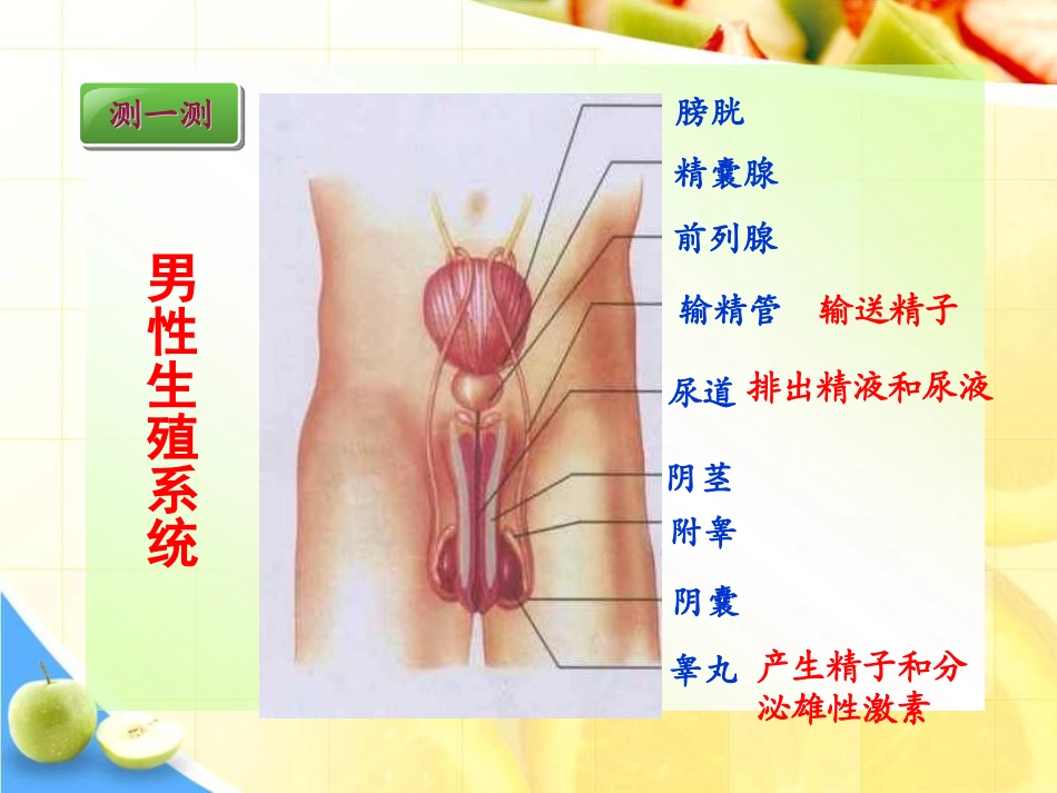 《人的生殖》人的由来PPT课件[人教版七年级生物下册]_第3页