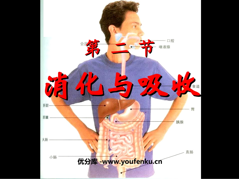 《消化和吸收》人体的营养PPT课件[人教版七年级生物下册]_第1页