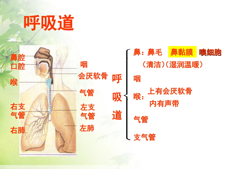 《呼吸道对空气的处理》人体的呼吸PPT课件[人教版七年级生物]_第3页