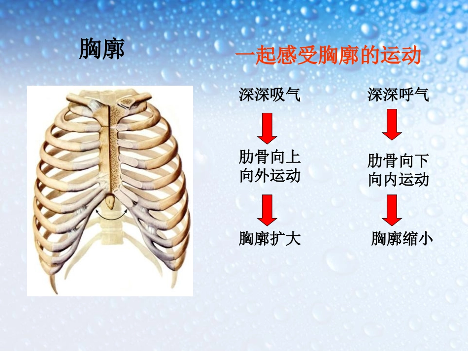 《发生在肺内的气体交换》人体的呼吸PPT课件[人教版七年级生物]_第2页
