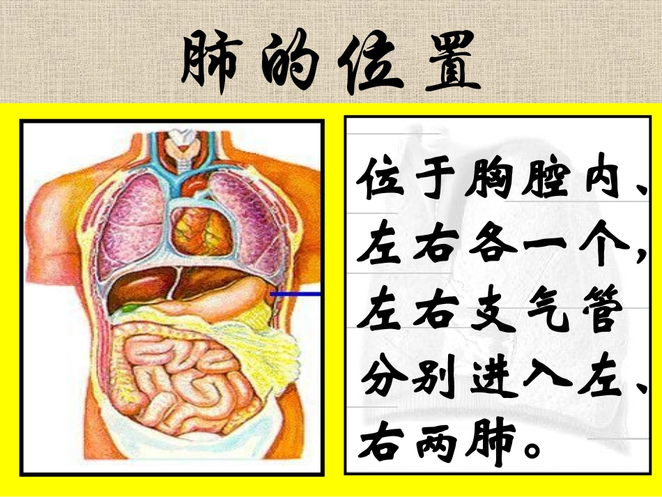 《发生在肺内的气体交换》人体的呼吸PPT课件[人教版七年级生物]_第1页