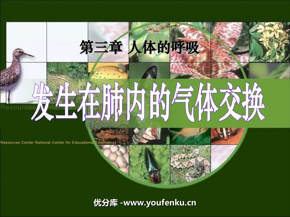 《发生在肺内的气体交换》人体的呼吸PPT课件[人教版七年级生物]_第1页