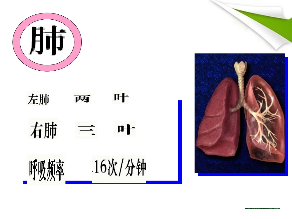 《发生在肺内的气体交换》人体的呼吸PPT课件[人教版七年级生物]_第3页