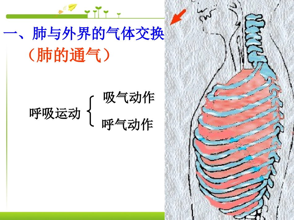 《发生在肺内的气体交换》人体的呼吸PPT课件[人教版七年级生物]_第2页