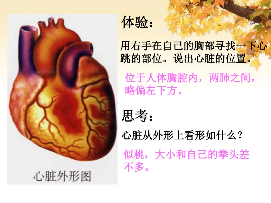 《输送血液的泵-心脏》人体内物质的运输PPT课件_第3页
