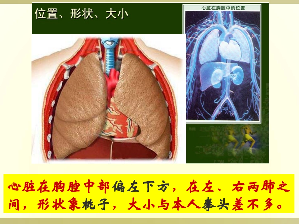 《输送血液的泵-心脏》人体内物质的运输PPT课件_第3页