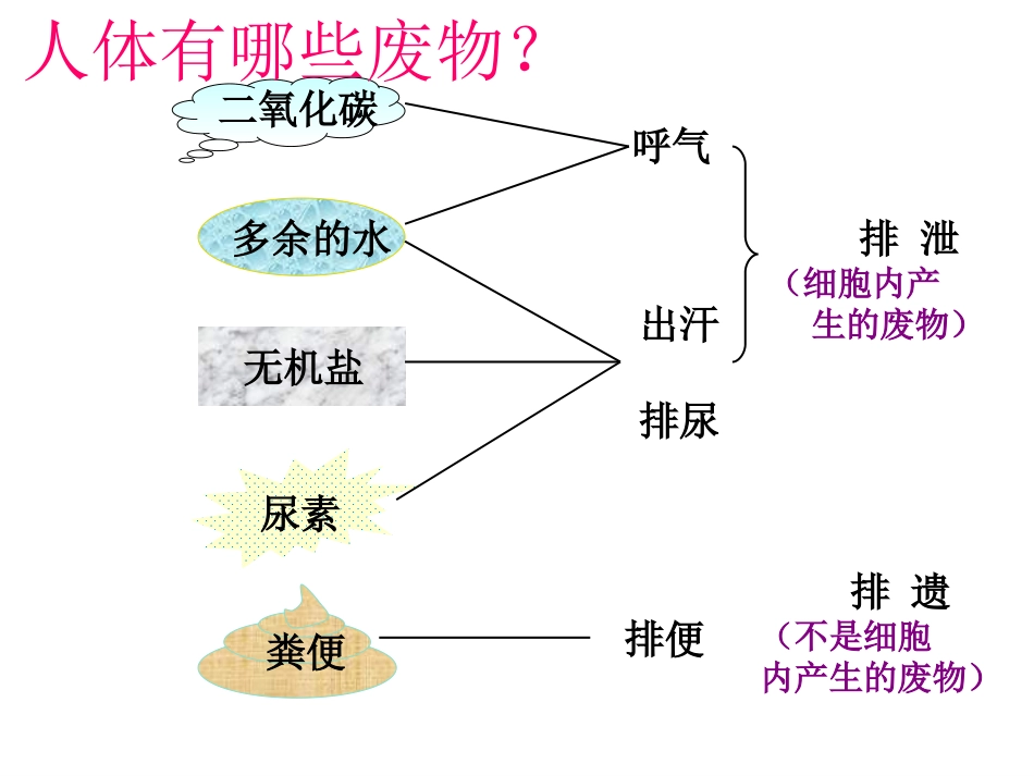 《人体内废物的排出》PPT课件[人教版七年级生物下册]_第3页