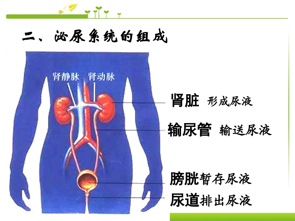 《人体内废物的排出》PPT课件[人教版七年级生物下册]_第2页