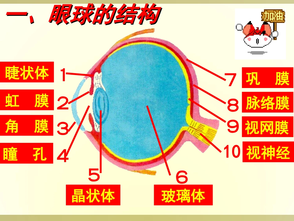 《人体对外界环境的感知》人体生命活动的调节PPT课件_第2页