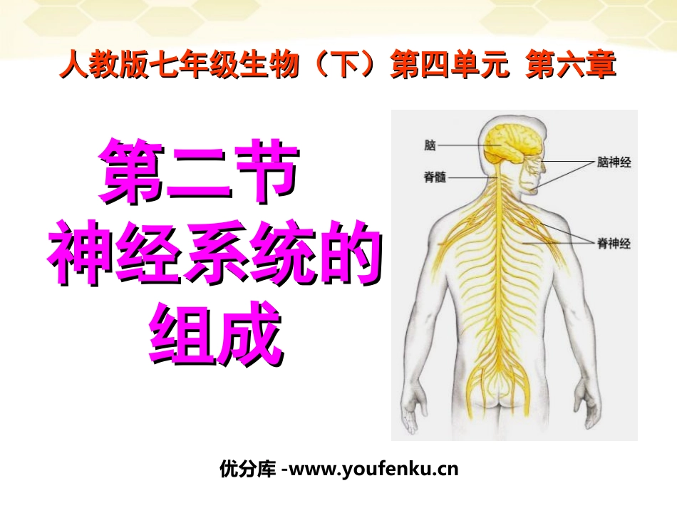 《神经系统的组成》人体生命活动的调节PPT课件[人教版七年级生物]_第1页