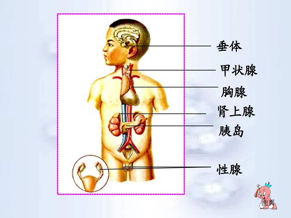《激素调节》人体生命活动的调节PPT课件[人教版七年级生物]_第3页