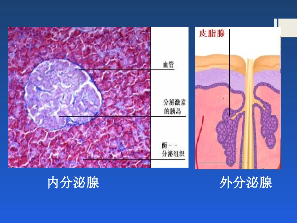 《激素调节》人体生命活动的调节PPT课件[人教版七年级生物]_第3页