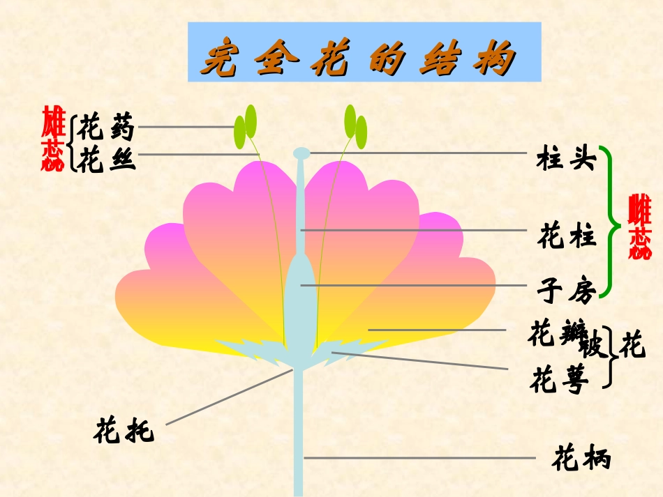《植物的生殖》生物的生殖和发育PPT课件[人教版八年级生物]_第3页