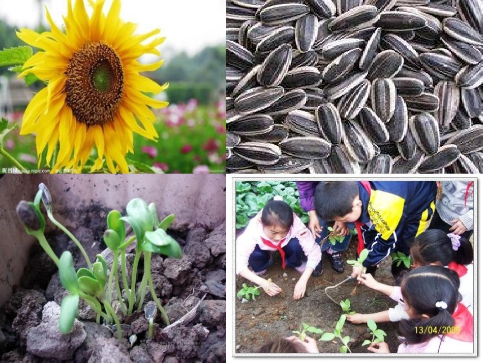 《植物的生殖》生物的生殖和发育PPT课件[人教版八年级生物]_第3页