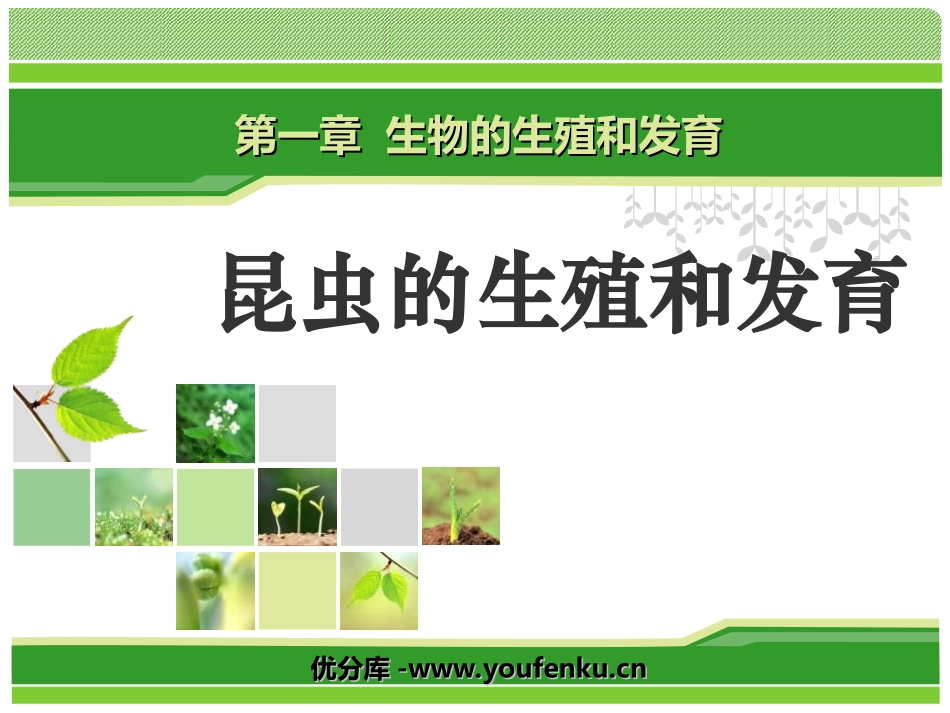 《昆虫的生殖和发育》生物的生殖和发育PPT课件[人教版八年级生物]_第1页