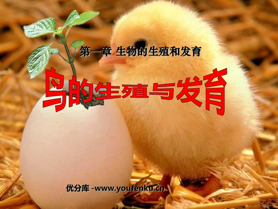 《鸟的生殖和发育》生物的生殖和发育PPT课件[人教版八年级生物]_第1页