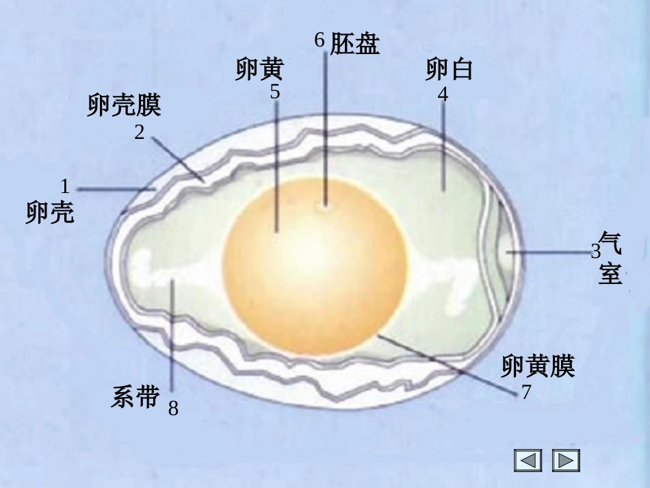 《鸟的生殖和发育》生物的生殖和发育PPT课件[人教版八年级生物]_第2页