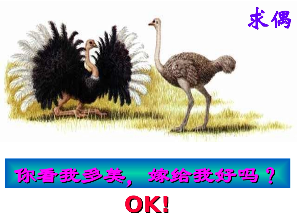 《鸟的生殖和发育》生物的生殖和发育PPT课件[人教版八年级生物]_第3页
