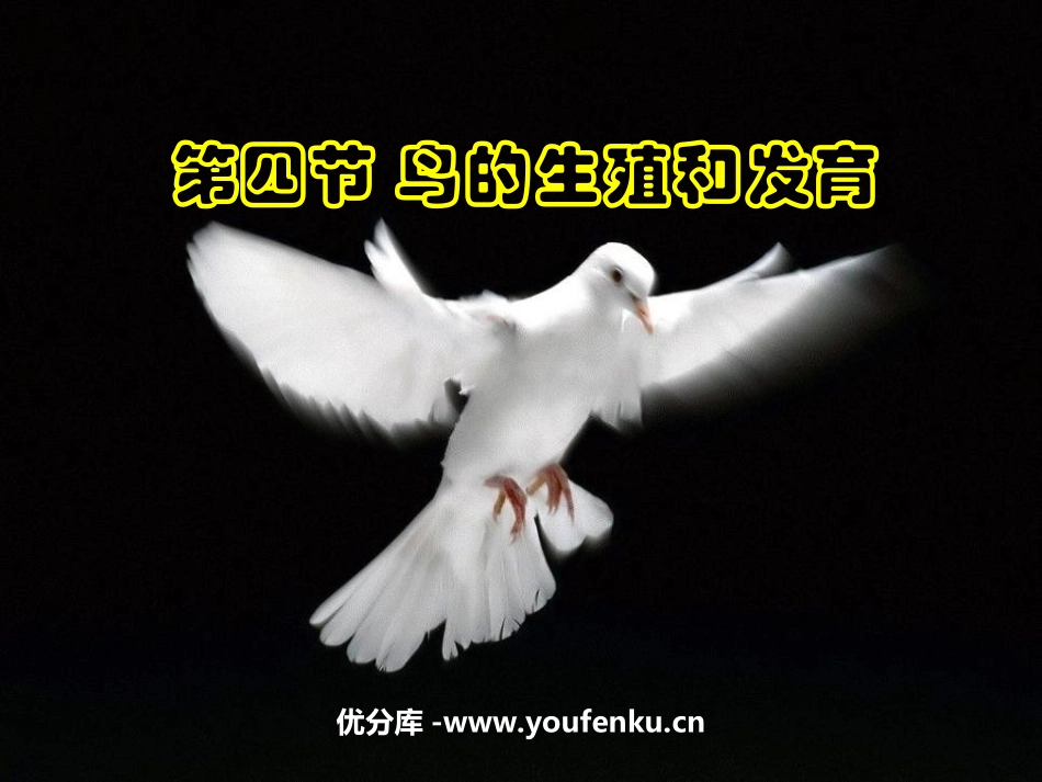 《鸟的生殖和发育》生物的生殖和发育PPT课件[人教版八年级生物]_第1页
