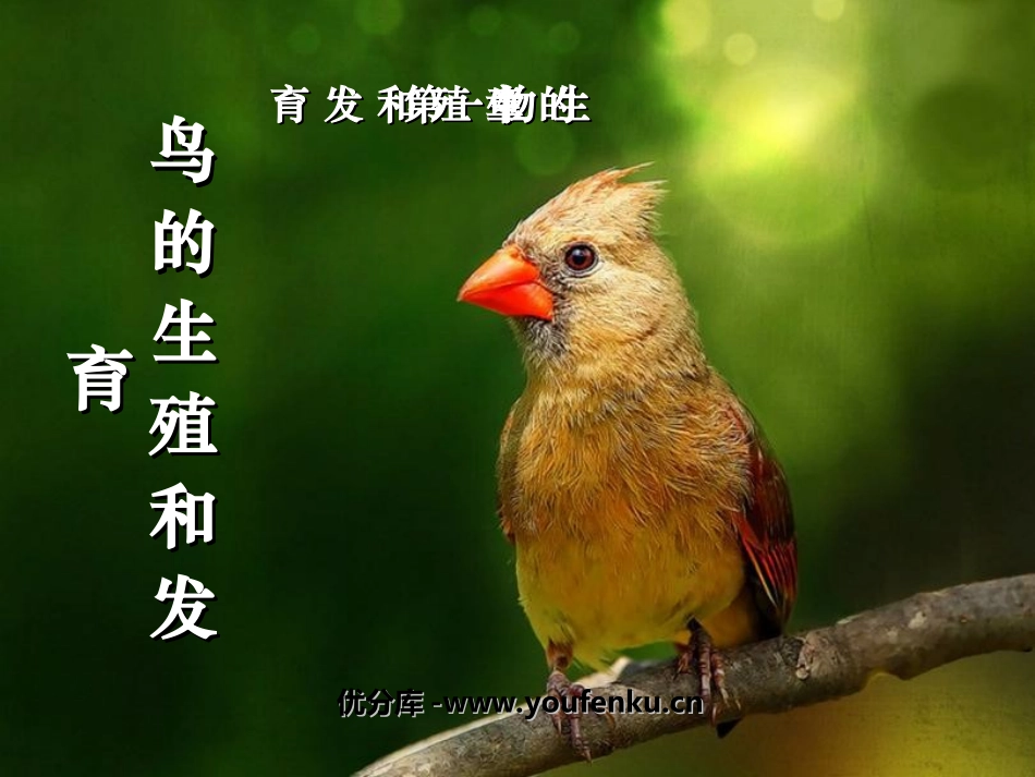 《鸟的生殖和发育》生物的生殖和发育PPT课件[人教版八年级生物]_第1页