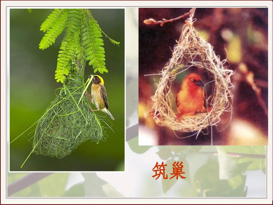 《鸟的生殖和发育》生物的生殖和发育PPT课件[人教版八年级生物]_第3页