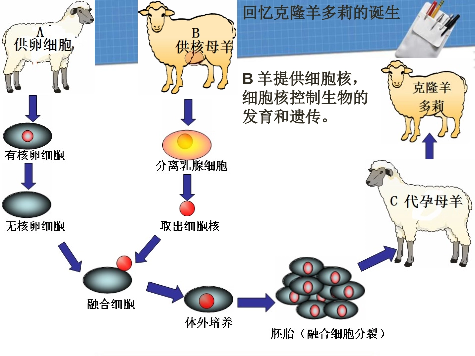 《基因控制生物的性状》生物的遗传和变异PPT课件_第3页