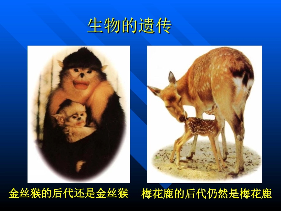 《基因控制生物的性状》生物的遗传和变异PPT课件_第2页